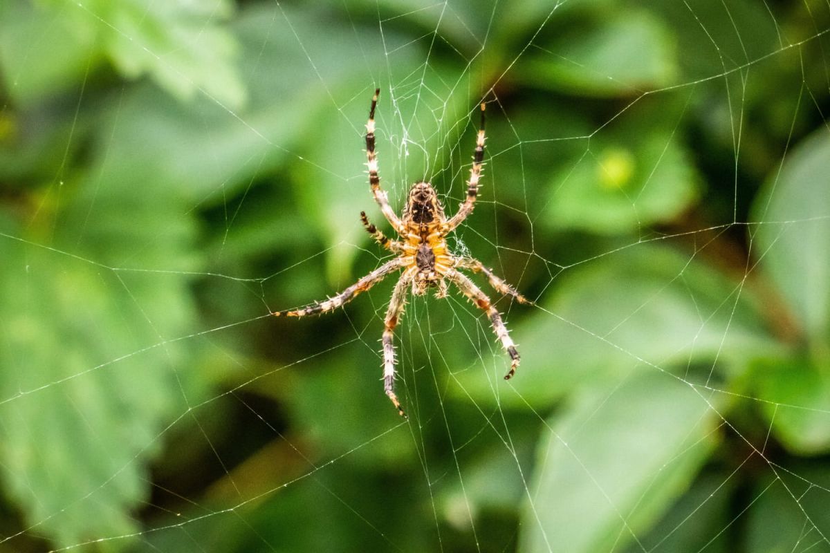 Un jardin bien pensé pour éloigner les araignées de votre intérieur
