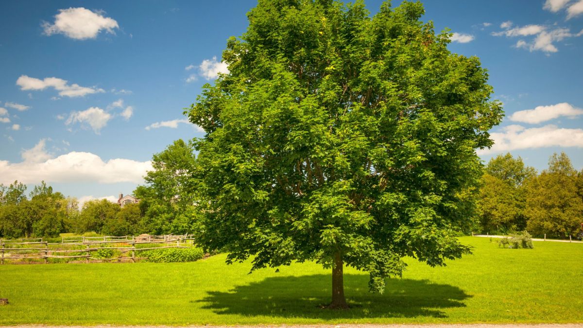 Un jardinier responsable de la mort de mon arbre : comment obtenir réparation ?