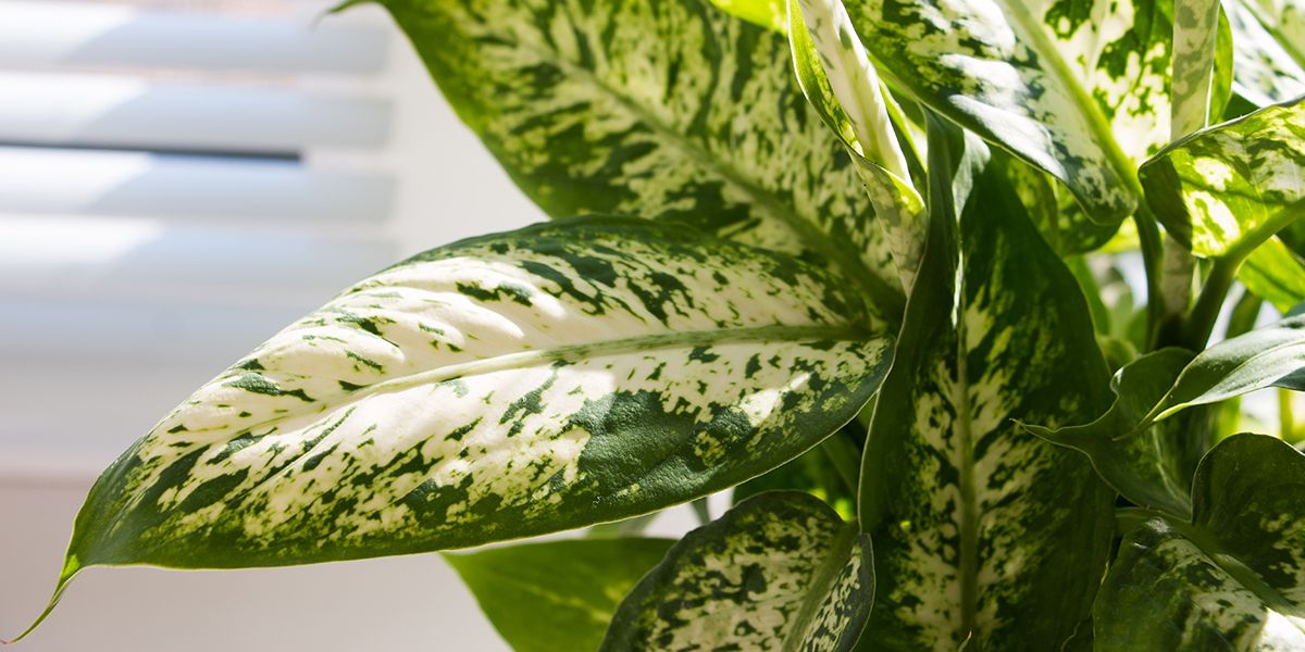 Le guide ultime pour bouturer votre Dieffenbachia