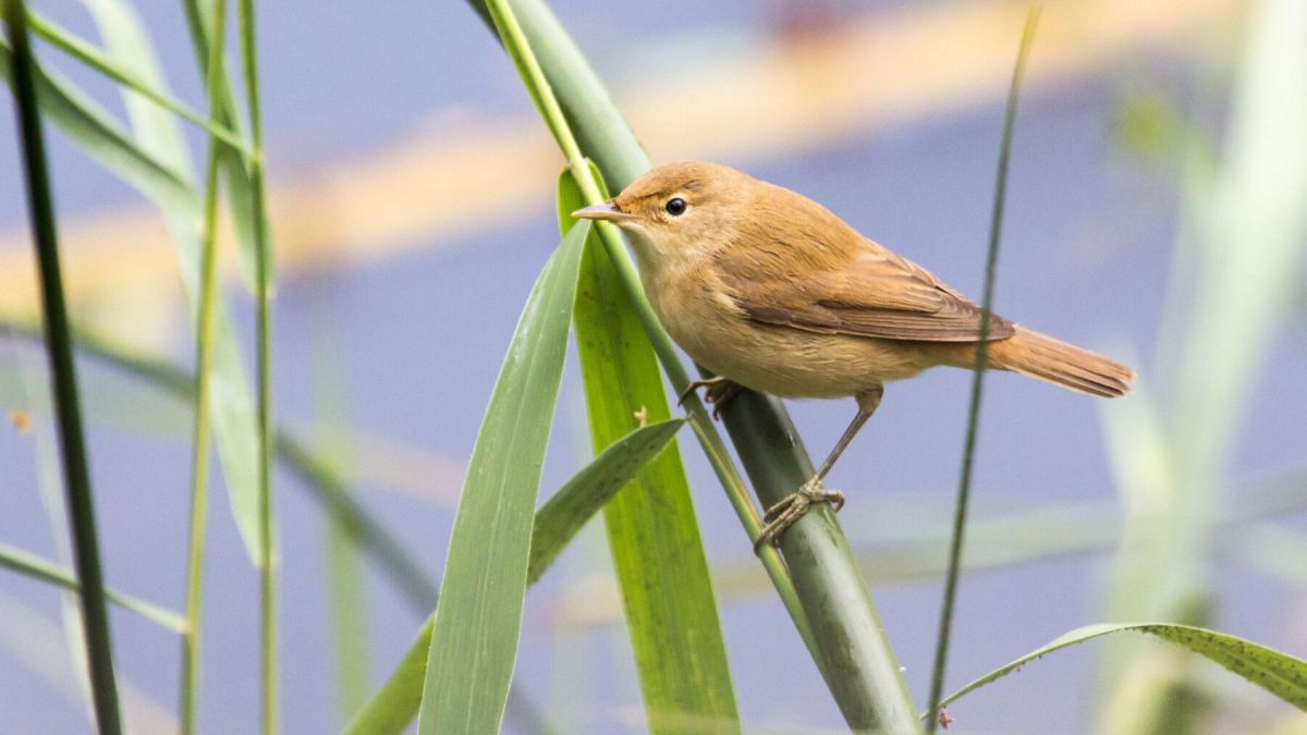 Quiz : Venez en découvrir un peu plus sur les oiseaux migrateurs!