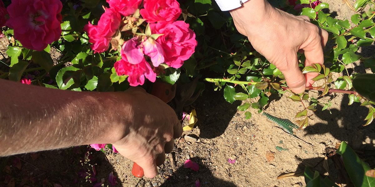 Détails sur la technique de bouturage des rosiers