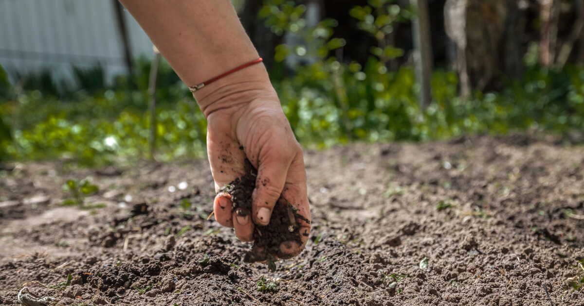 Terre végétale et terreau : démêler les deux pour un jardin florissant