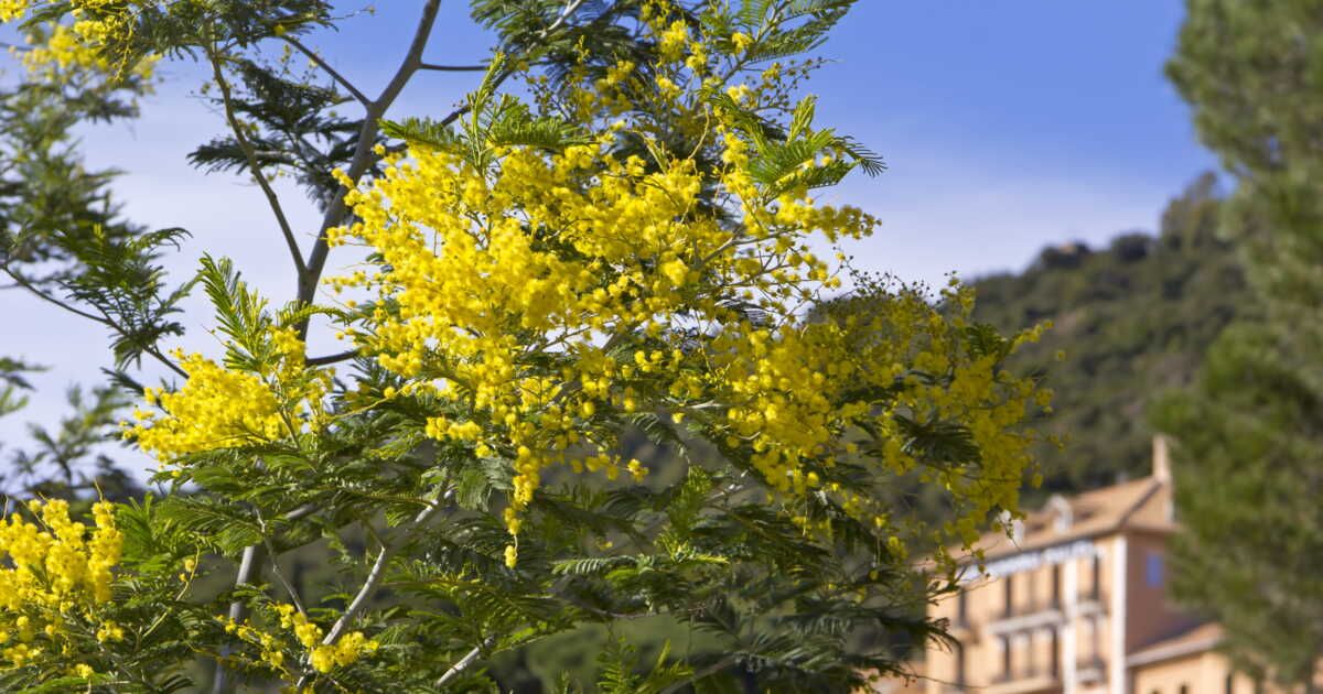 6 conseils précieux pour choyer votre mimosa cet hiver