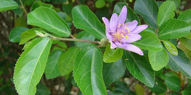Grewie occidentale (Grewia occidentalis), pour climat doux