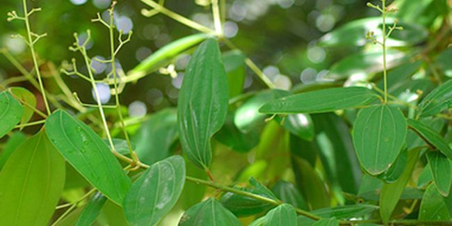 Découverte de la cannelle : de l'écorce aromatique à l'épice médicinale