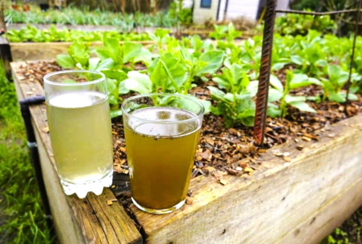 Le purin de consoude : un allié naturel pour booster vos plantes