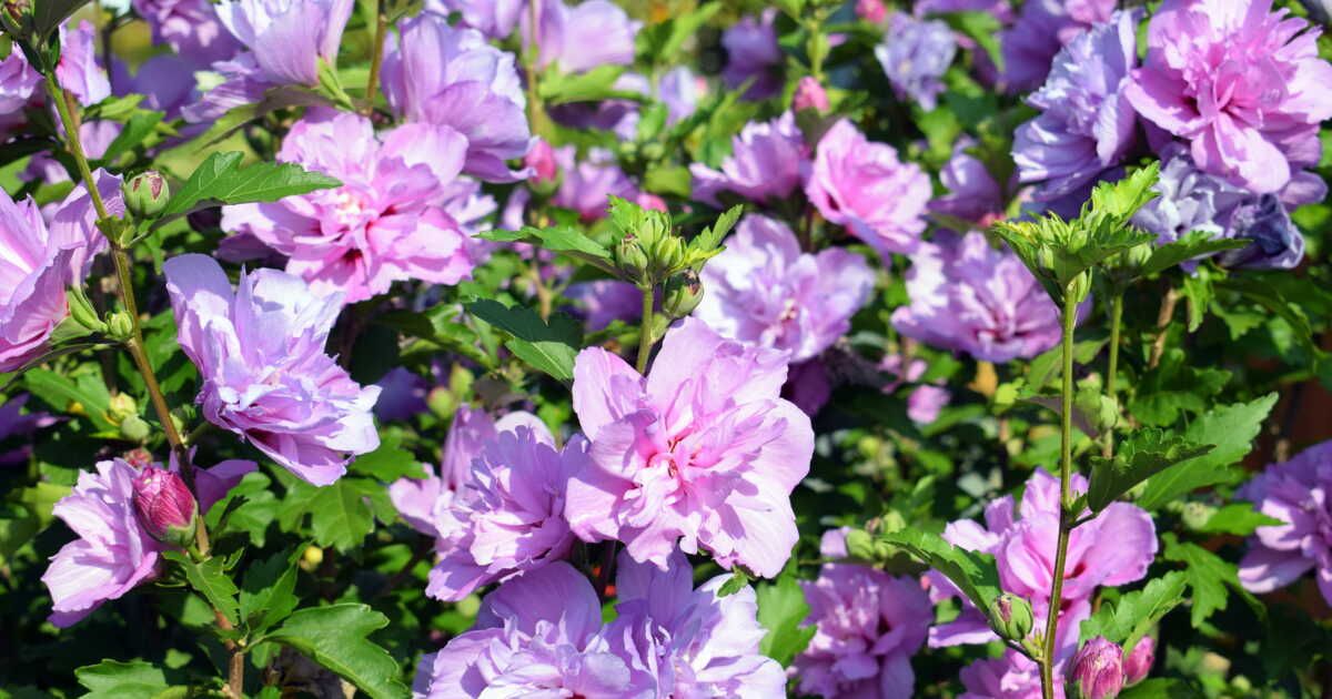 Où et quand planter un Hibiscus syriacus ?