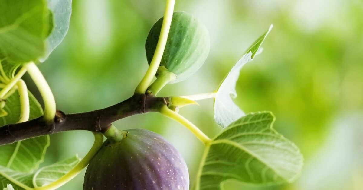 Secrets de taille du figuier pour des fruits savoureux