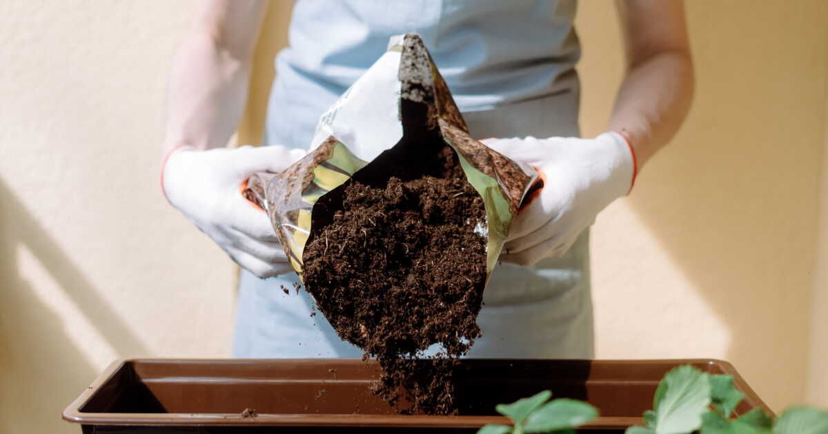 Choisir le terreau idéal pour vos plantes : guide pratique