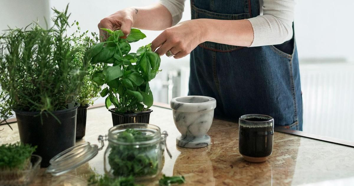 Comment garder des plantes aromatiques fraîches dans votre cuisine