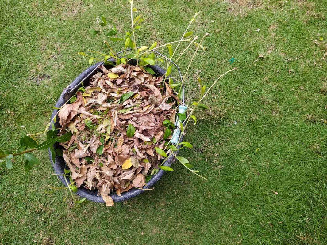 les feuilles mortes : un trésor pour votre jardin cet automne