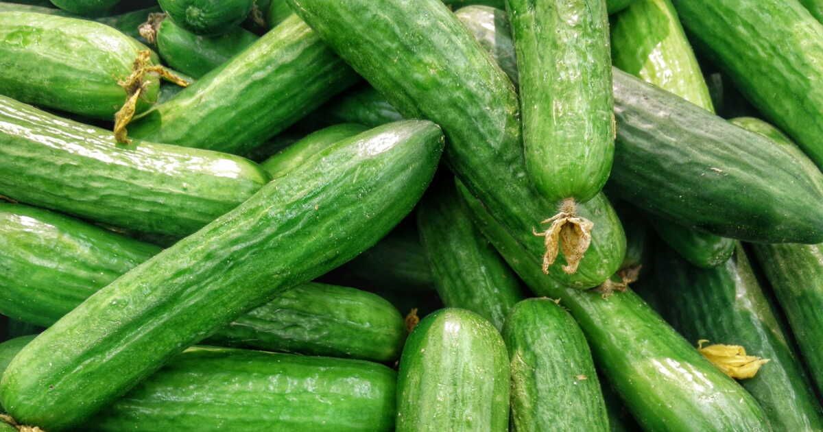 L'art de cultiver concombres et cornichons : guide pratique