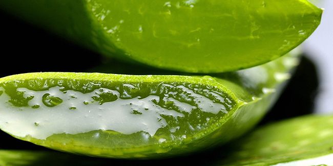 Les vertus étonnantes de l'aloe vera pour votre santé