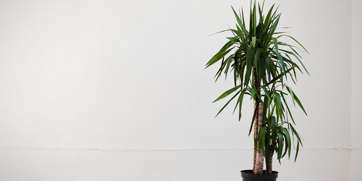 Démêler les secrets de la taille du yucca d'intérieur