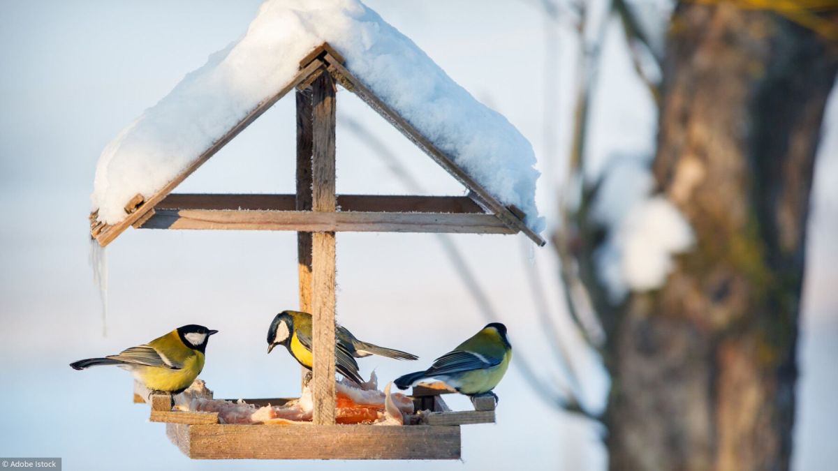 Oiseaux, papillons, abeilles... Aidez les scientifiques à les compter!