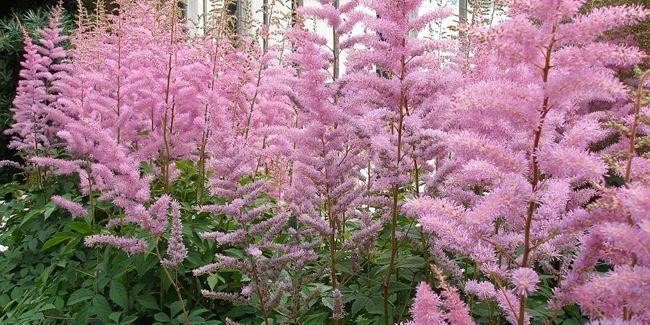 Découvrez l'astilbe : la beauté des fleurs plumeuses à l'ombre