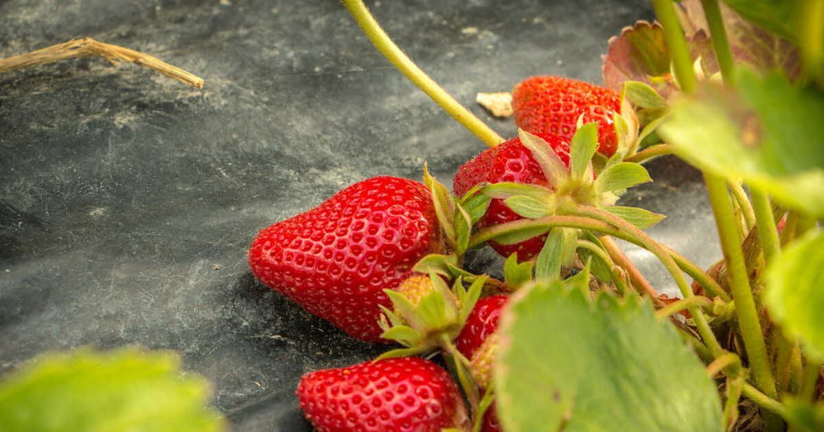 Les fraises : 7 variétés incontournables à déguster cet été