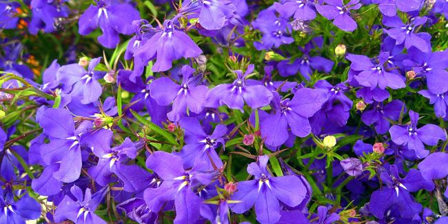 Lobélie (Lobelia erinus), une fleur à l'élégance captivante