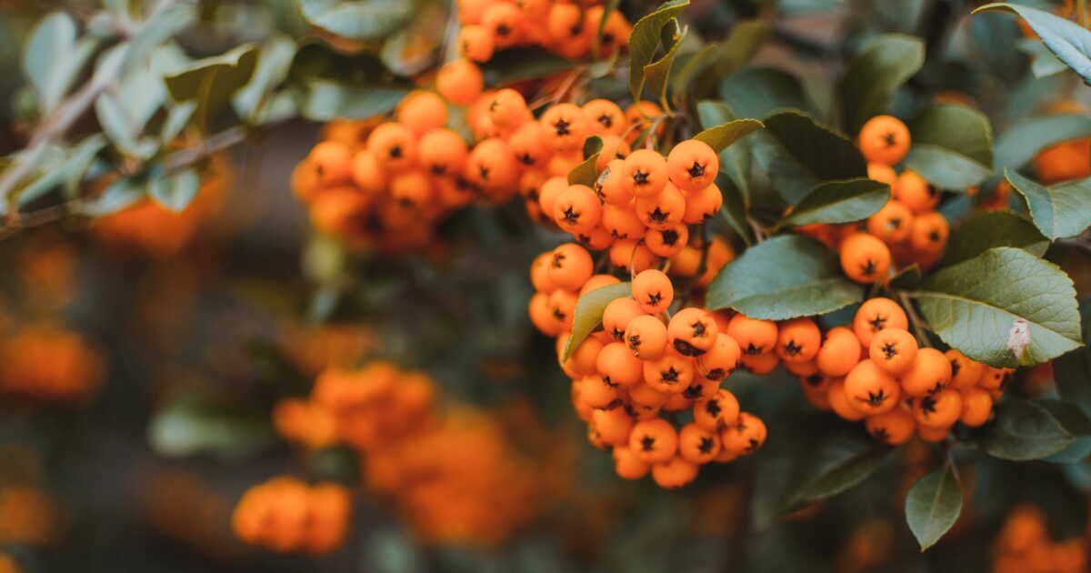 les secrets d'un jardin lumineux en hiver