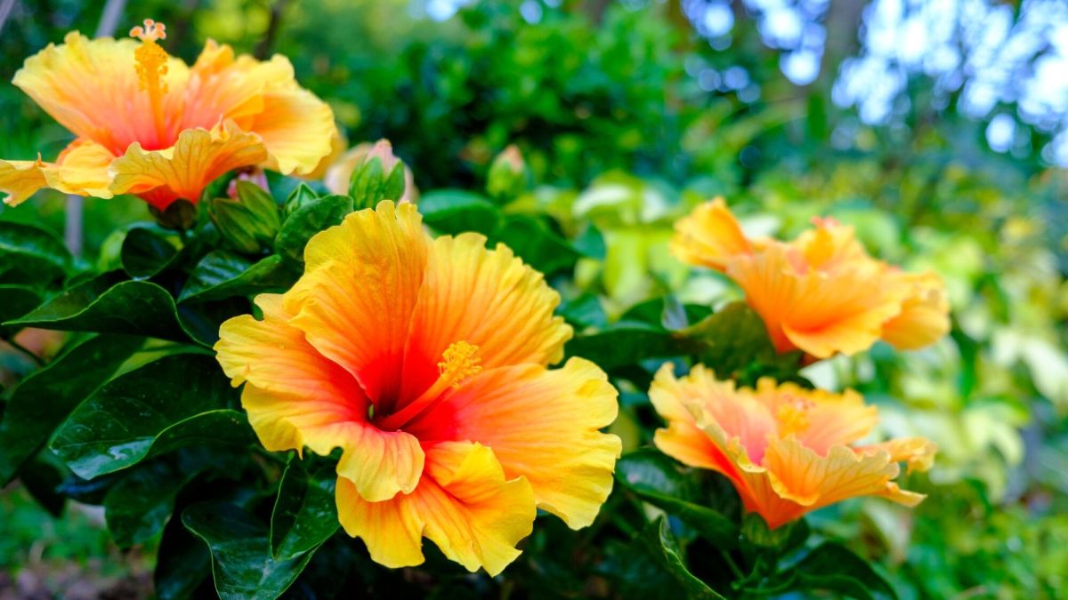 Transformez votre jardin en véritable oasis tropicale