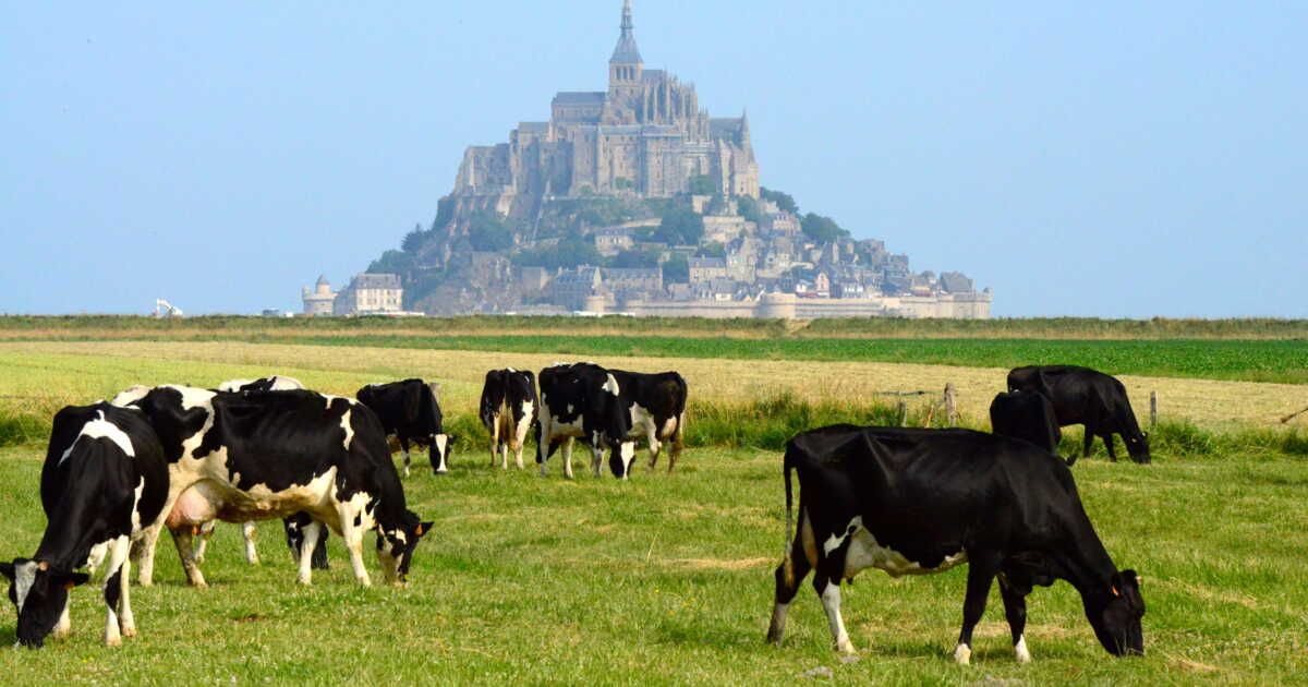 découverte du cara-meuh, une douceur gourmande au mont saint-michel