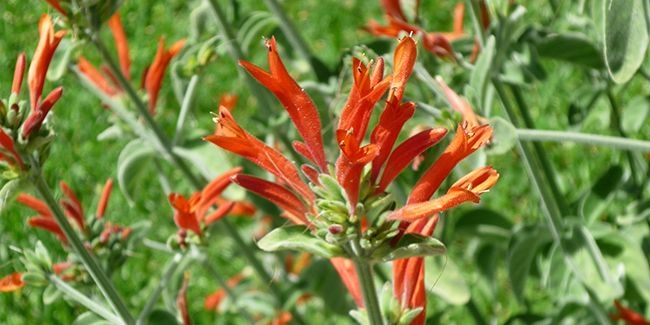 Le jacobinia, une star des jardins secs