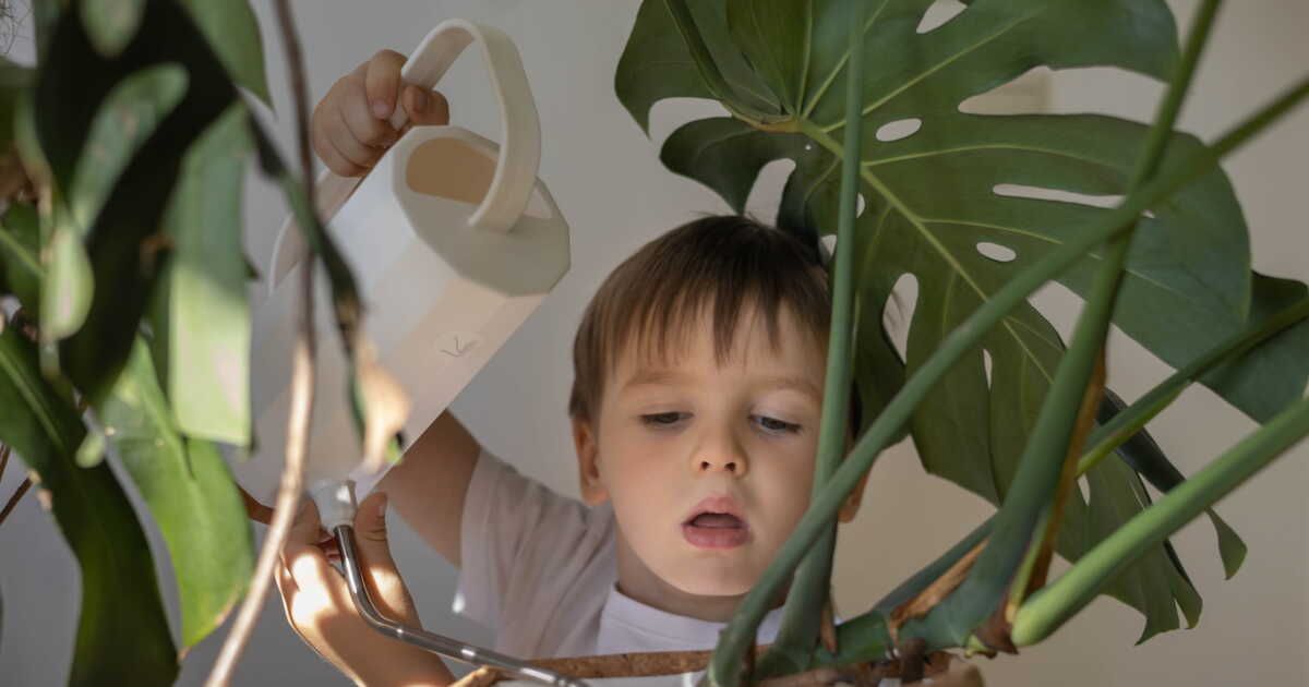 Comment savoir si mon Monstera a soif et a besoin d'être arrosé ?