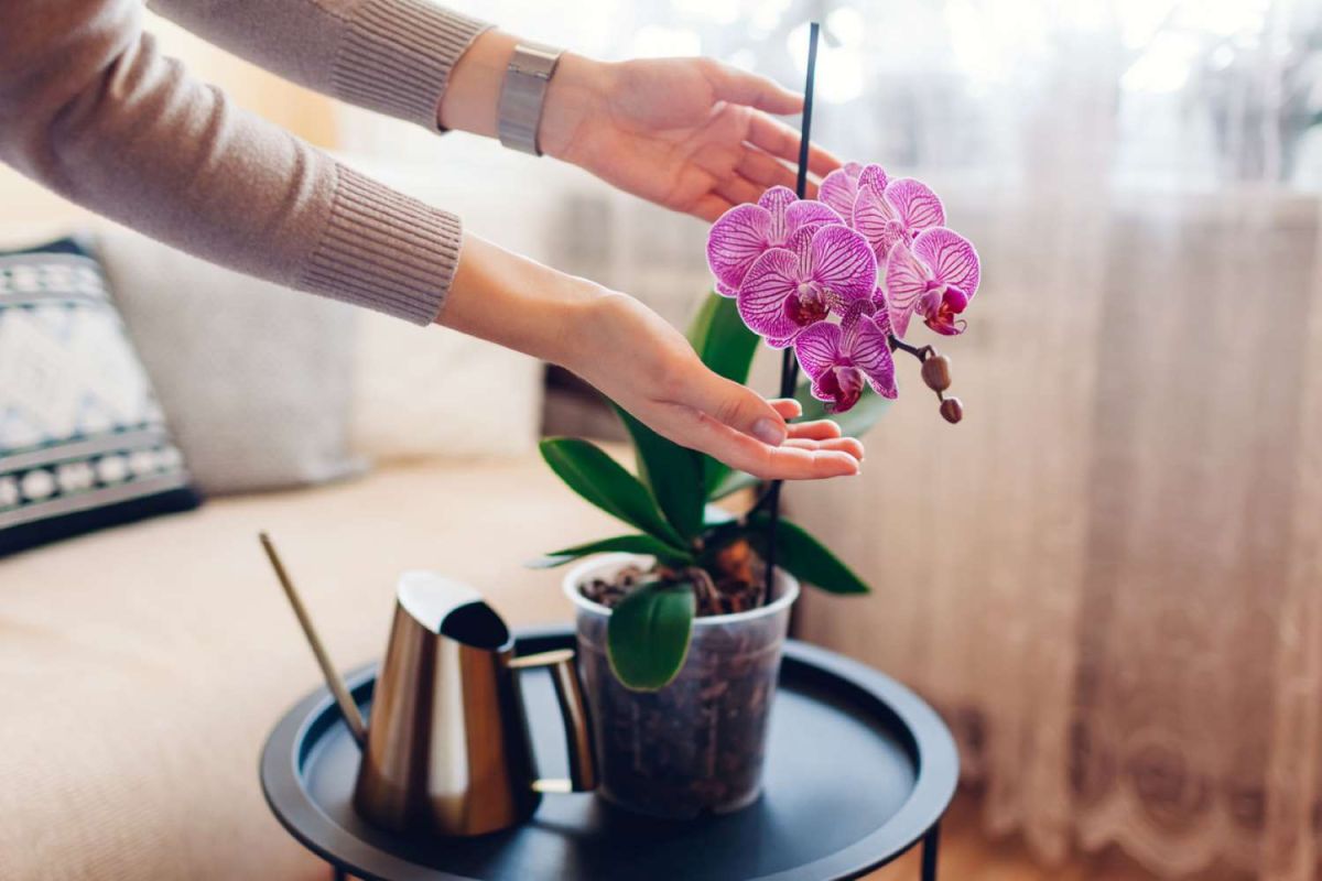 Les secrets pour faire fleurir votre orchidée : l'emplacement idéal à privilégier