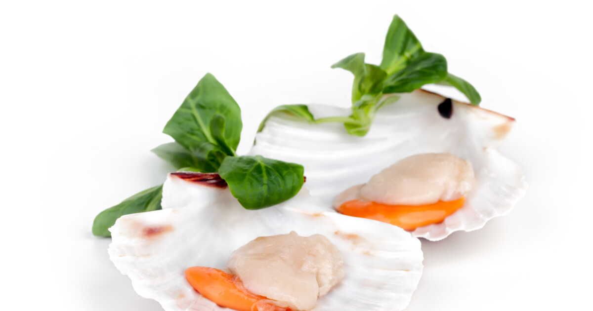 La coquille Saint-Jacques, star des fêtes de fin d'année